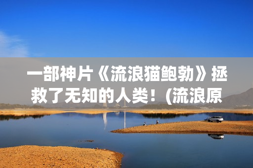 一部神片《流浪猫鲍勃》拯救了无知的人类！(流浪原版)