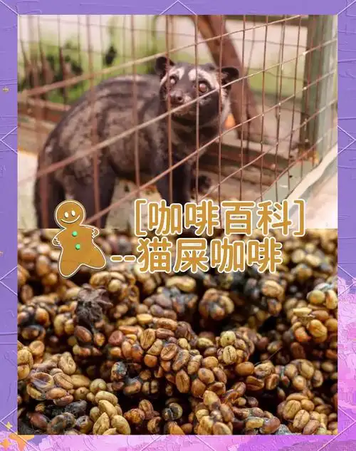 备受争议的猫屎咖啡究竟特别在哪 - php中文网
