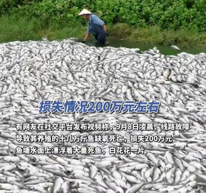十几万斤鱼死亡白花花铺满鱼塘 负责人：损失200万 - php中文网