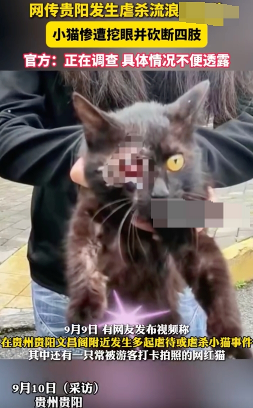 贵州文昌阁多只小猫被挖眼砍断四肢是怎么回事？详情介绍 - php中文网