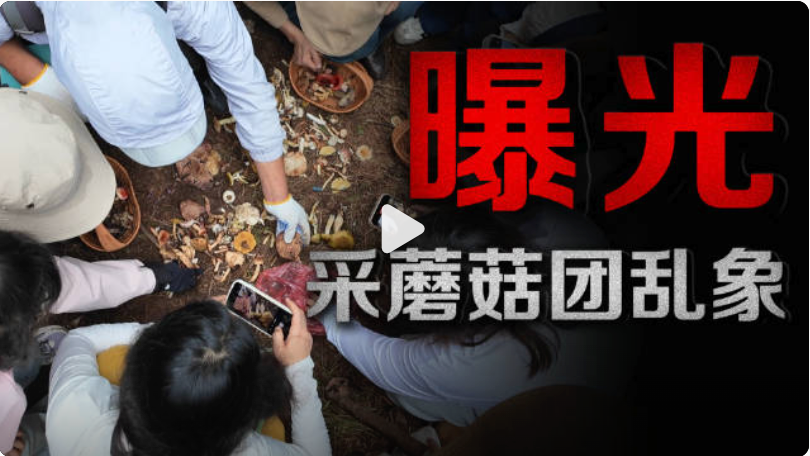 采蘑菇团乱象曝光：有节制的采集配合正确的采集方式 - php中文网