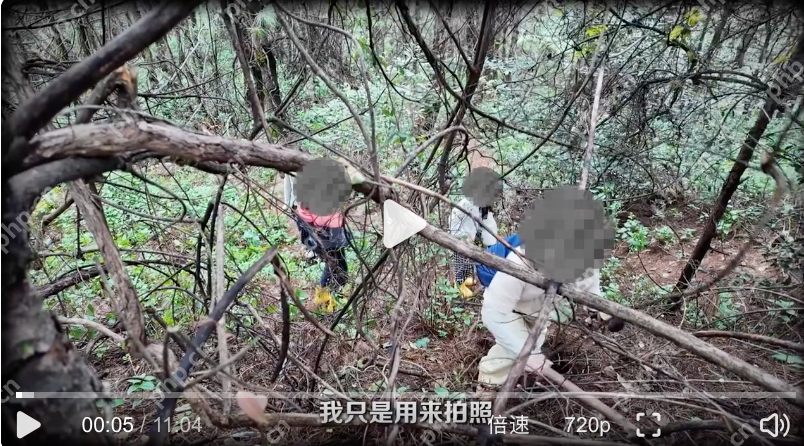 采蘑菇打野爆筐乱象是怎么回事？详情介绍 - php中文网