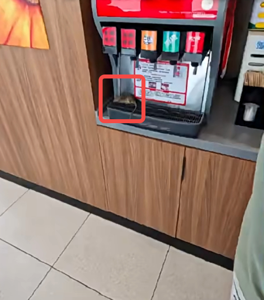 男子将死老鼠放饮料机上被刑拘是怎么回事？详情介绍 - php中文网