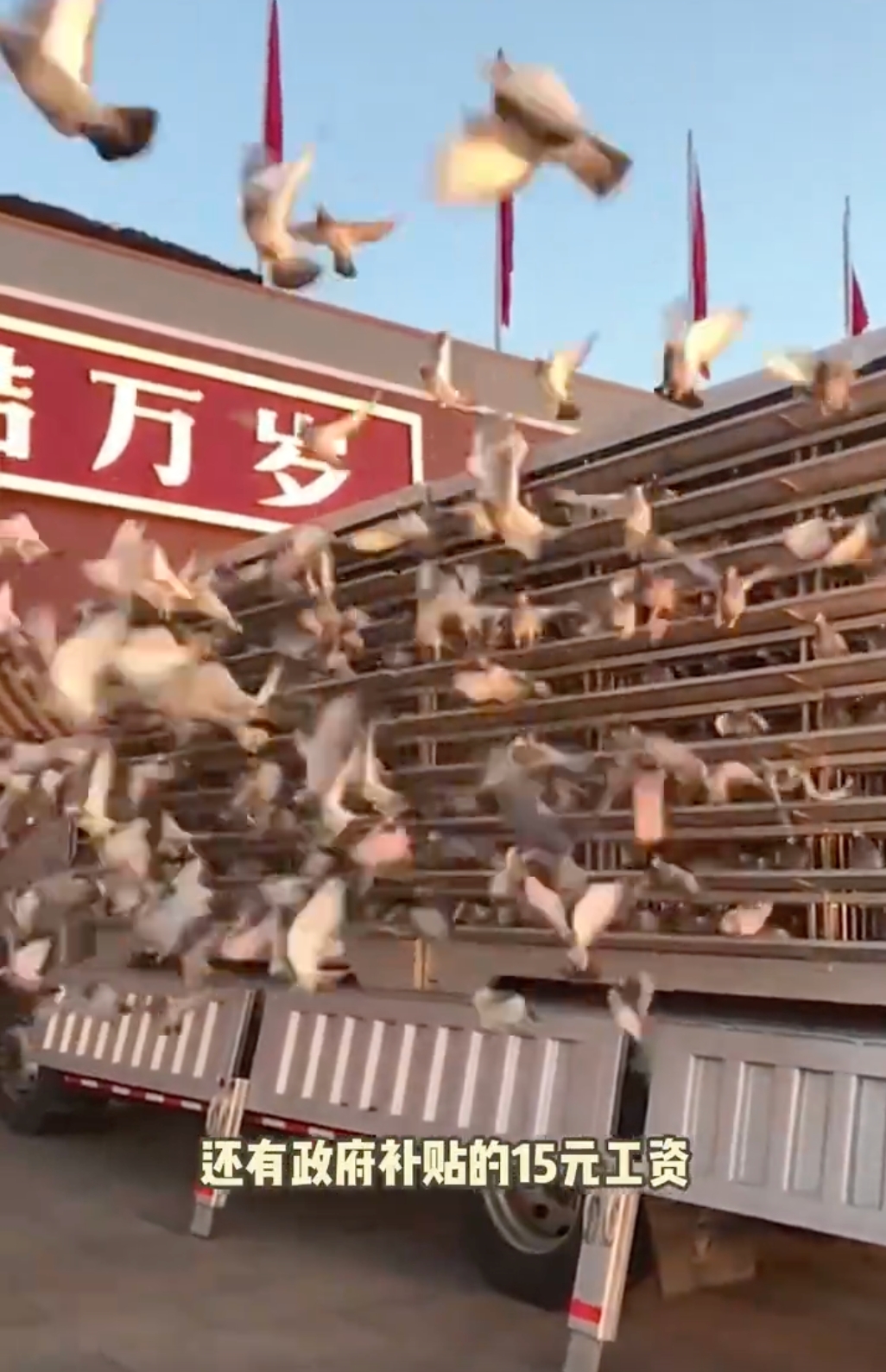 和平鸽工资15元 网友：和平鸽也有工资 - php中文网