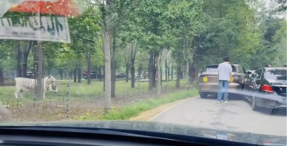 两车在秦皇岛野生动物园猛兽区发生剐蹭，多名游客下车当着老虎面吵架 - php中文网