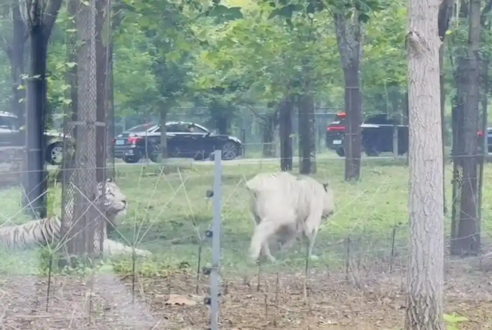 两车在秦皇岛野生动物园猛兽区发生剐蹭，多名游客下车当着老虎面吵架 - php中文网