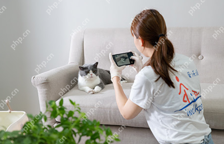 90后特教老师兼职情感陪聊月入过万：上门喂养宠物和线上情感陪聊 - php中文网