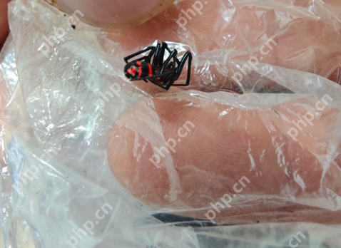 男子遭罕见“怪肥腹蛛”咬伤是怎么回事？详情介绍 - php中文网
