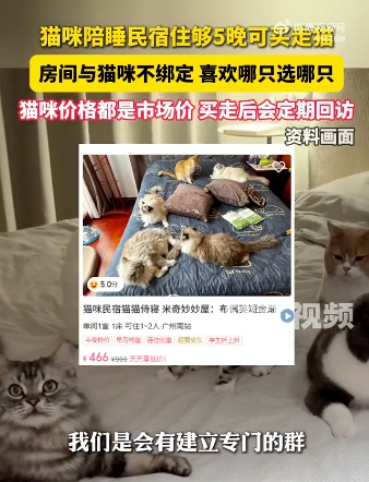 猫咪陪睡民宿住够5晚可买走猫是怎么回事？详情介绍 - php中文网